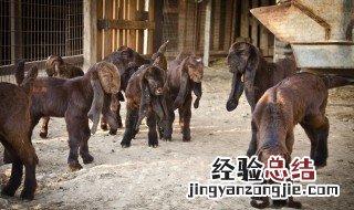 中国有养殖大马士革山羊吗 国内哪里养殖大马士革山羊