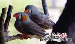 驼色珍珠产蛋多少天孵化 驼色珍珠产蛋的孵化需要多长时间