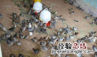 水禽场的设计与建造跟鸡场有什么区别? 水禽场与鸡场哪里不一样