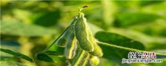 毛豆生长期多少天收获 毛豆生长期多少天