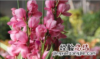 家里摆鲜花好吗 家里面摆什么鲜花比较好