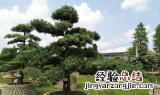 罗汉松的花语和寓意 罗汉松的花语和寓意和象征