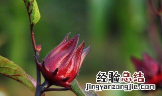 洛神花的花语和寓意是什么 洛神花的花语和寓意