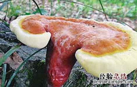 椴木灵芝种植技术 灵芝种植技术