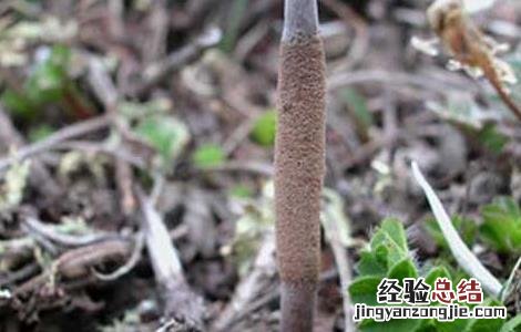 冬虫夏草分布地区 冬虫夏草种植的地方分布