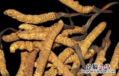 冬虫夏草分布地区 冬虫夏草种植的地方分布