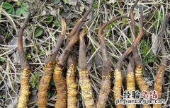 冬虫夏草分布地区 冬虫夏草种植的地方分布