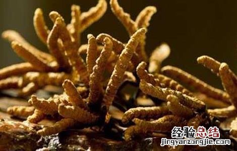 冬虫夏草分布地区 冬虫夏草种植的地方分布