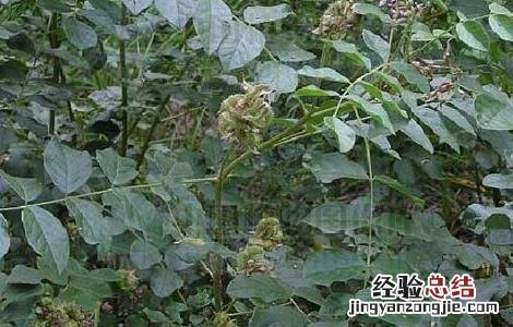 甘草发展前景 甘草种植的市场前景如何