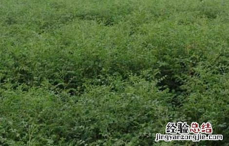 甘草发展前景 甘草种植的市场前景如何