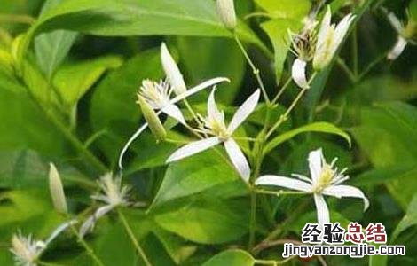 甘草发展前景 甘草种植的市场前景如何