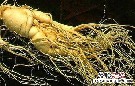人参的雅称有哪些 人参的雅称有哪些