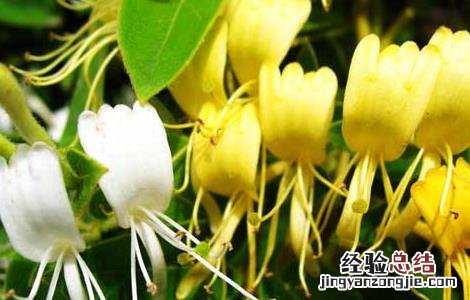 金银花种植前景如何 市场前景 金银花种植前景如何