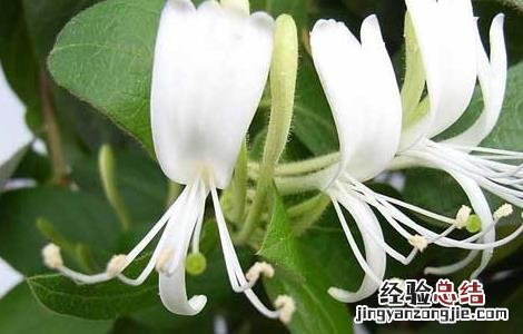 金银花种植前景如何 市场前景 金银花种植前景如何