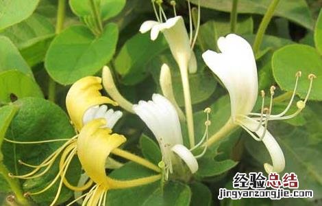 金银花种植前景如何 市场前景 金银花种植前景如何