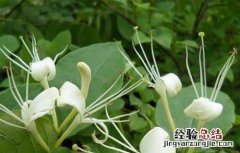金银花种植前景如何 市场前景 金银花种植前景如何