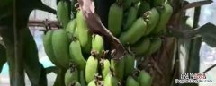 绿皮香蕉是什么品种的 绿皮香蕉是什么品种