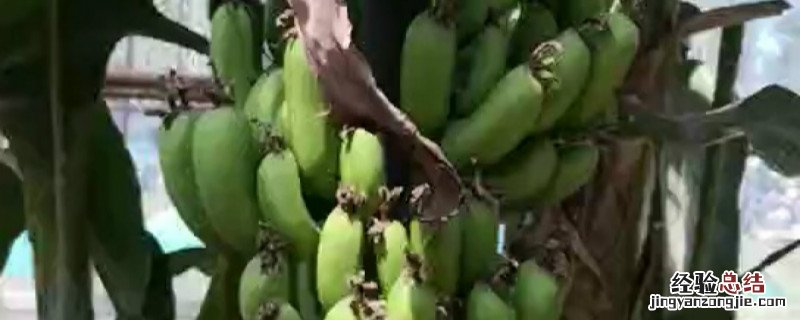 绿皮香蕉是什么品种的 绿皮香蕉是什么品种