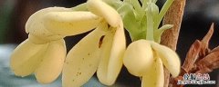 桂花树施肥用什么肥料 桂花树施肥用什么肥料比较好