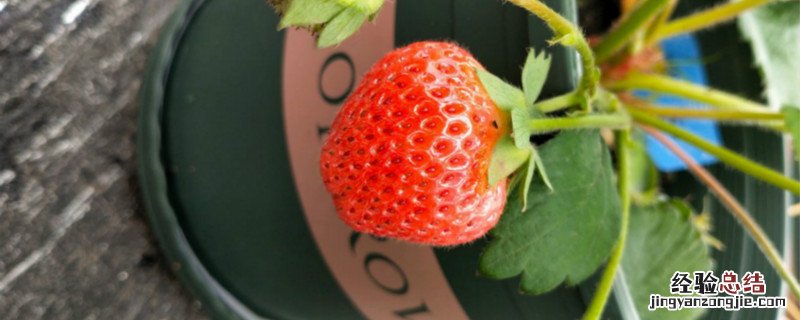 草莓藤蔓怎么种植视频 草莓藤蔓怎么种植