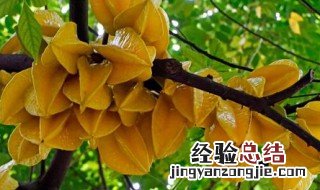 三稔干煲水饮的功效 三稔煲荠菜