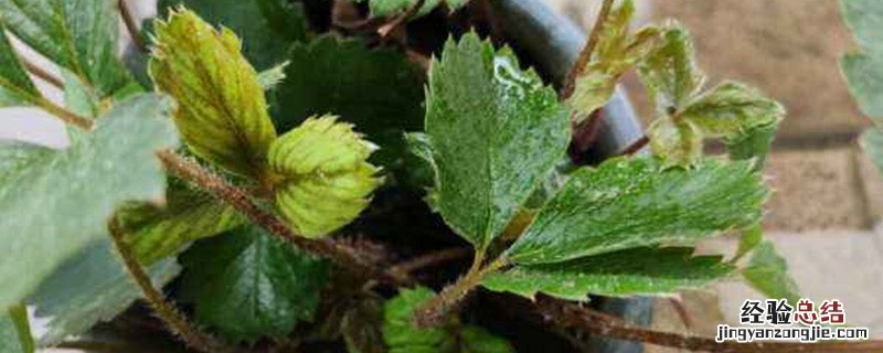 大棚草莓种植技术与管理 大棚草莓种植技术与管理 pff