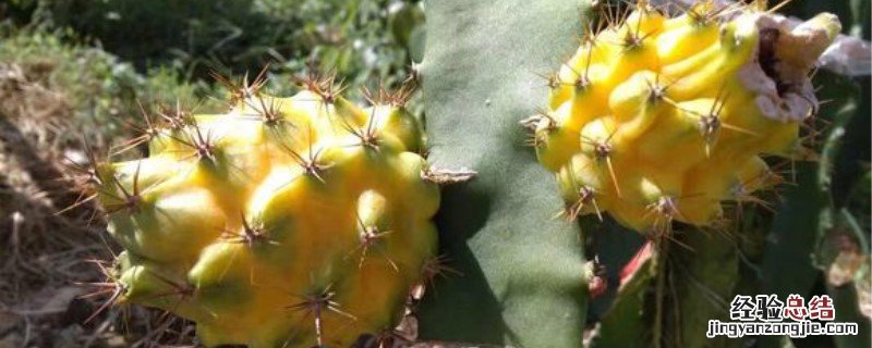 燕窝果种植条件 燕窝果种植方法