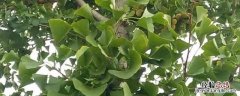 银杏树种植时间 银杏树的种植时间