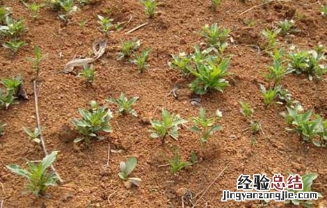 太子参种植的市场前景怎么样 太子参种植的市场前景