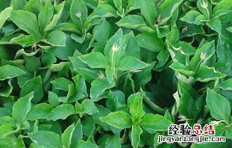 太子参种植的市场前景怎么样 太子参种植的市场前景
