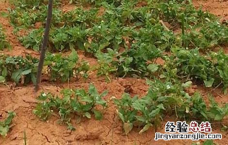 太子参种植的市场前景怎么样 太子参种植的市场前景