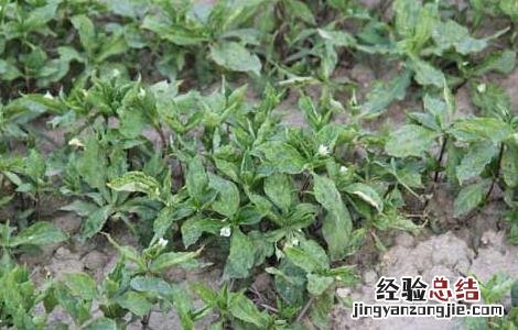 太子参种植的市场前景怎么样 太子参种植的市场前景