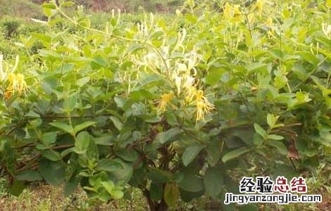 树型金银花种植技术 树形金银花的种植技术