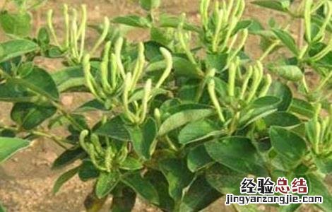 树型金银花种植技术 树形金银花的种植技术