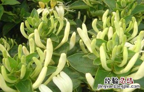 树型金银花种植技术 树形金银花的种植技术
