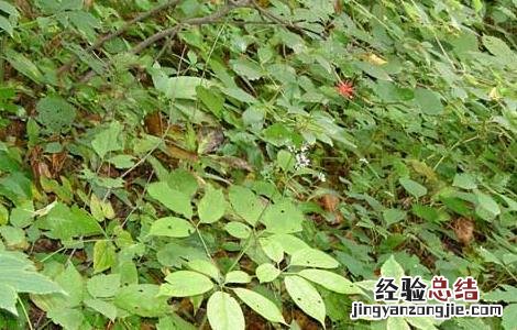 人参的种植条件要求 人参生长条件及种植技术