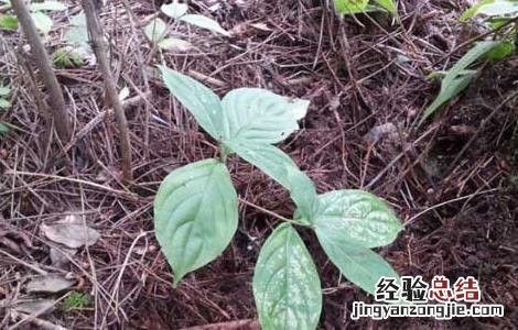 人参的种植条件要求 人参生长条件及种植技术