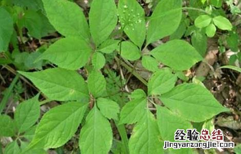 人参的种植条件要求 人参生长条件及种植技术