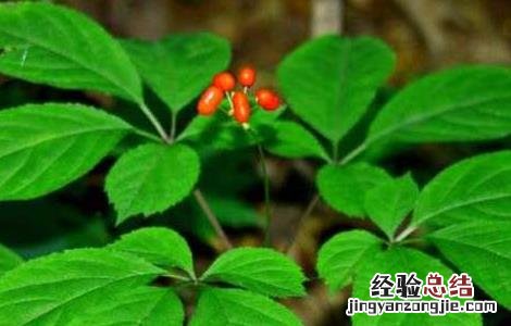 人参的种植条件要求 人参生长条件及种植技术