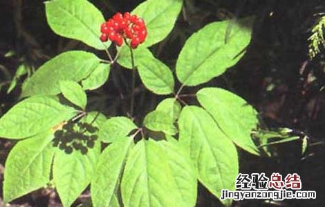 人参的种植条件要求 人参生长条件及种植技术