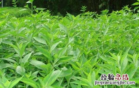 溪黄草种植技术 溪黄草种植方法