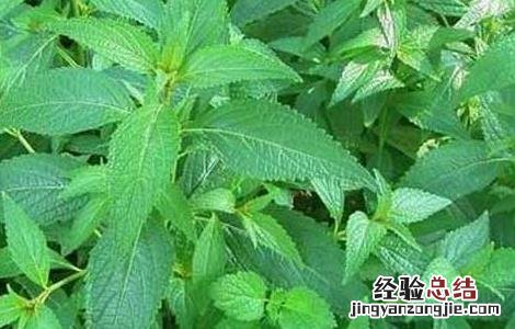溪黄草种植技术 溪黄草种植方法