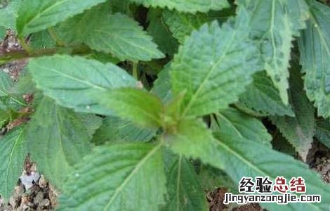 溪黄草种植技术 溪黄草种植方法