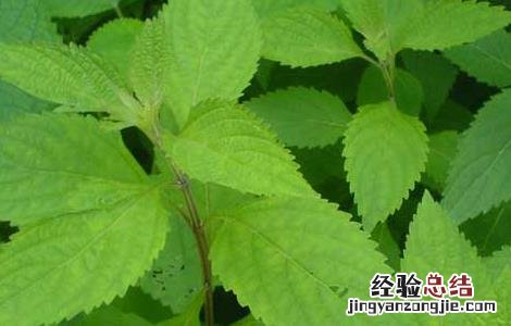溪黄草种植技术 溪黄草种植方法