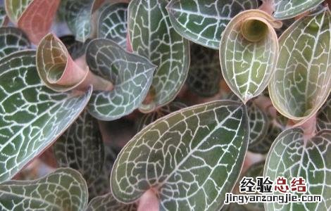 西藏金线莲种植技术 金线莲种植技术
