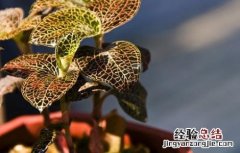 西藏金线莲种植技术 金线莲种植技术