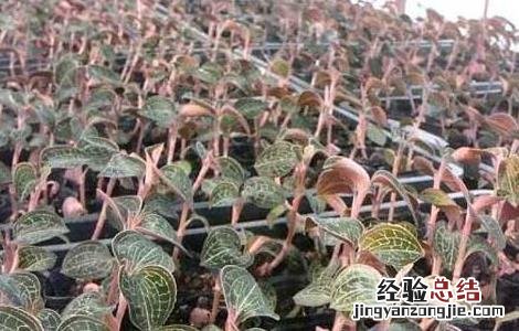 西藏金线莲种植技术 金线莲种植技术