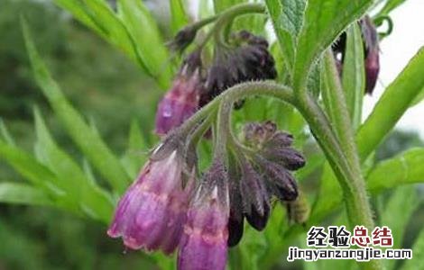 紫草种植技术 紫草高产栽培技术