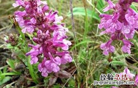 紫草种植技术 紫草高产栽培技术