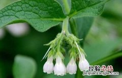 紫草种植技术 紫草高产栽培技术
